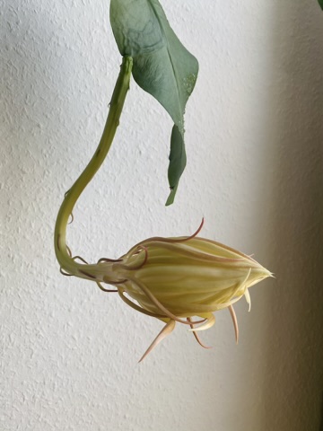 queen of the night cactus blooming Epiphyllum oxypetalum 1